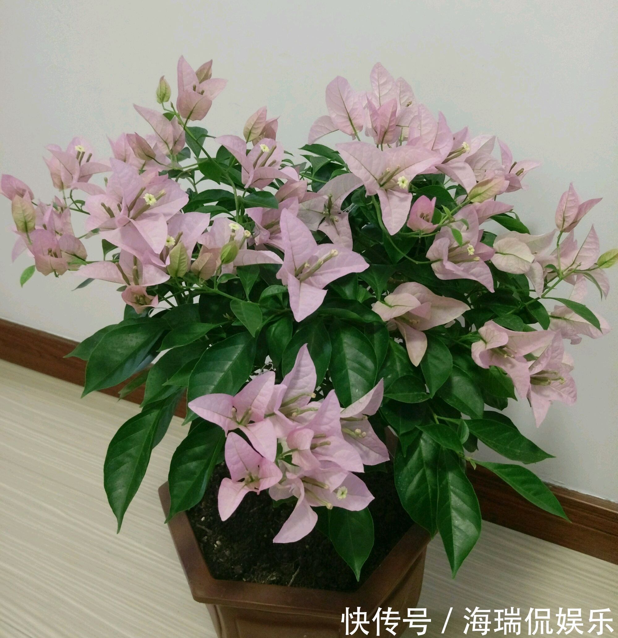 爆盆|三角梅控水后还是开花少又少只需一妙招，一个星期开花爆盆