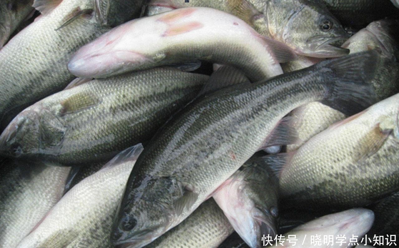 鲈鱼并不是越大越好!买鲈鱼牢记这4点,连卖鱼摊主都夸你懂行