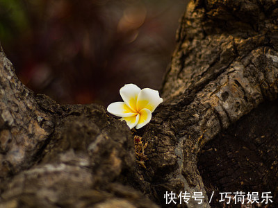 生肖女|生来就有福气的生肖女，丈夫因她而步步高升，子女因她而福气不断