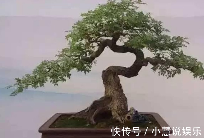 有钱人尤其喜欢养这3种花，家里一片绿油油，日子会越过越顺！