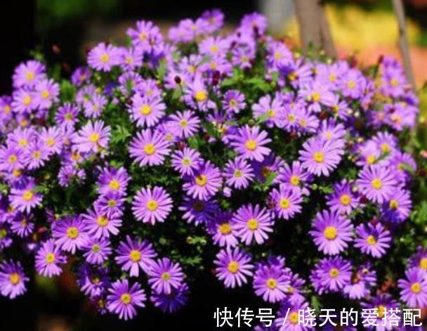 阳台|阳台养花推荐这5种,漂亮好养特能开,花期长达300天,适合新手
