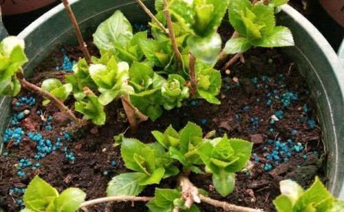 盛放期|绣球花好看不好养?其实只需3个小方法,花球又大又鲜艳