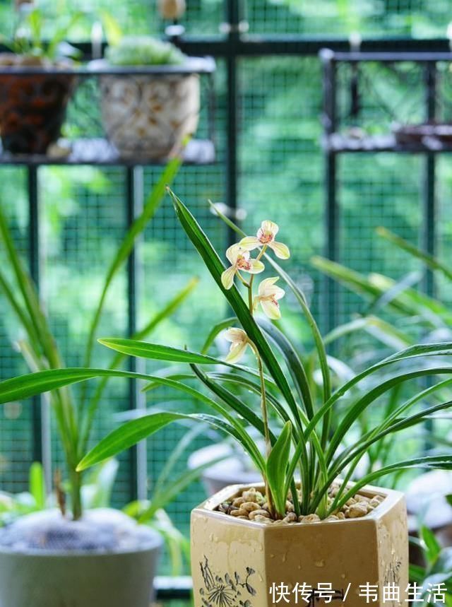 养兰花，浇水牢记3句话，兰花10年不烂根，越长越壮