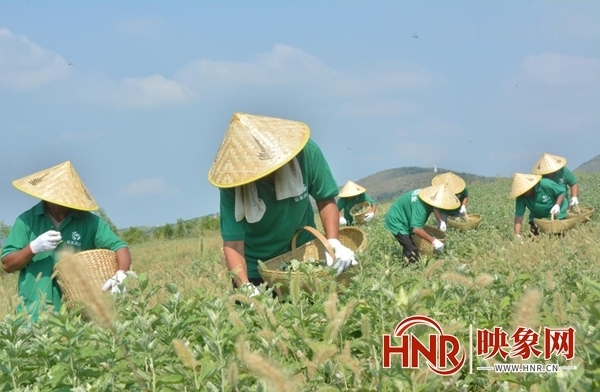 艾草|乘时代东风 南阳艾产业蓬勃发展