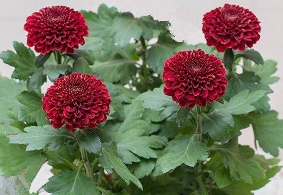 养花只需一种肥料,就可使其叶、根、茎、花快速生长爆盆