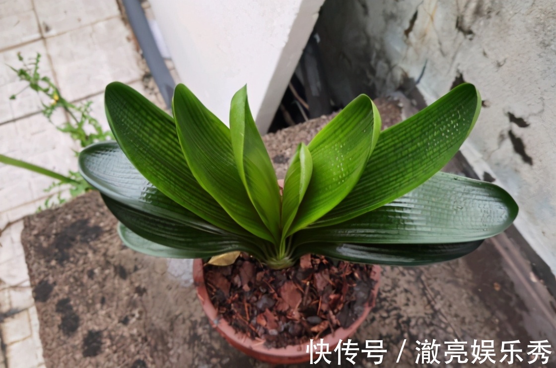 晒伤|春季养君子兰,新手不经意会犯五个错,难怪越养越糟,始终养不好