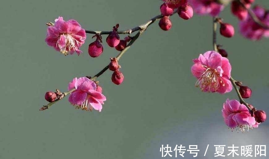 知心#陆游一首七律《梅花》:月色朦胧,花香满身,知心相遇,情思动人