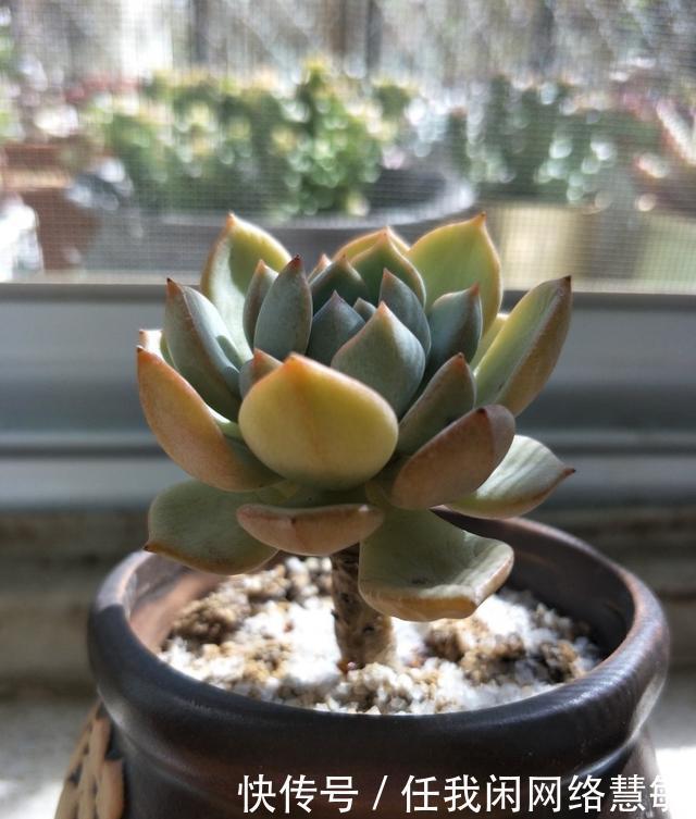 养了三年，多肉终于给点颜色瞧瞧了