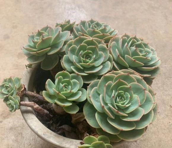 多肉|多肉养绿了,怎么养回原来的状态?分2种情况,后者直接没有救