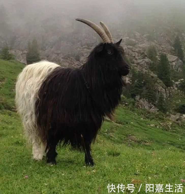 万圣节|万圣节搞完活动还来不及卸妆就去看牙医的小朋友，感觉很不高兴？