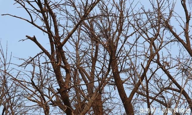 中年|一棵“五百年”银杏树的秋天和冬天, 在栖霞荆子埠村