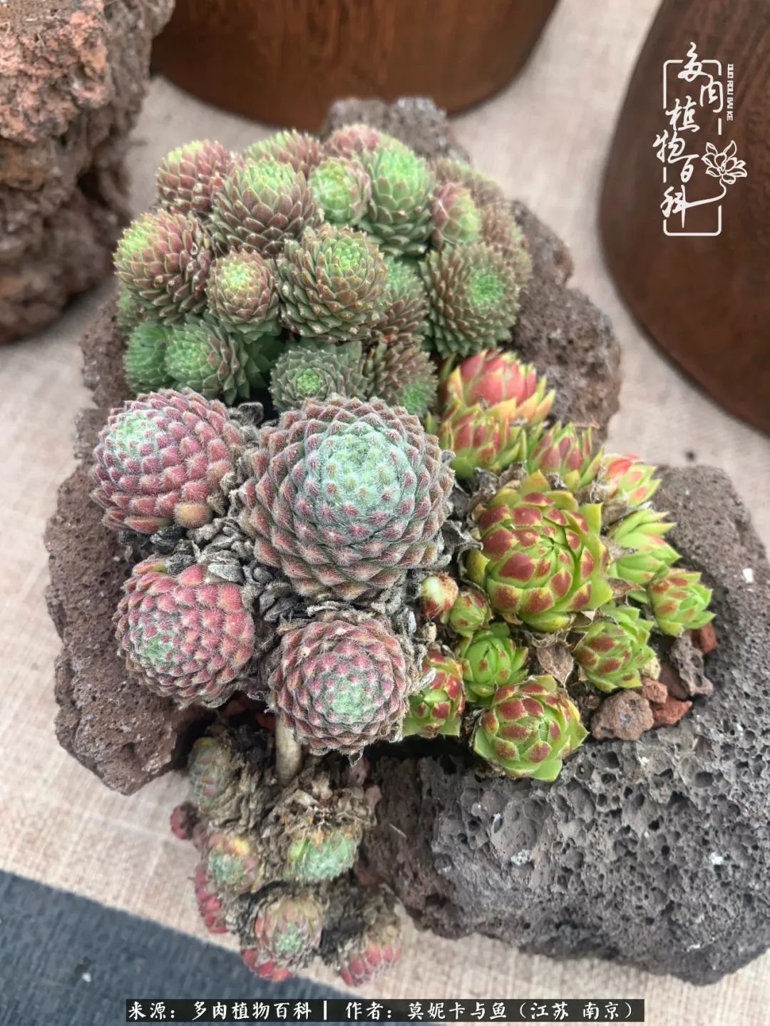 这多肉拼盘这么仙!如何制作达人手把手教你制作长生草拼盘!