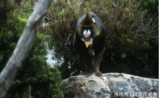 山魈是什么