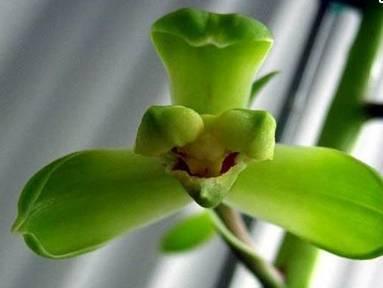石斛兰|最全的兰花大鉴赏,看看你都见过几种兰花!