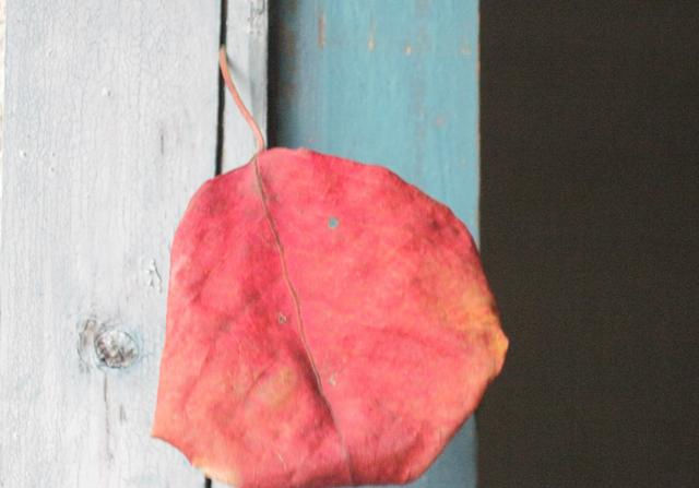 生命|萧红《后花园》:生命的孤独