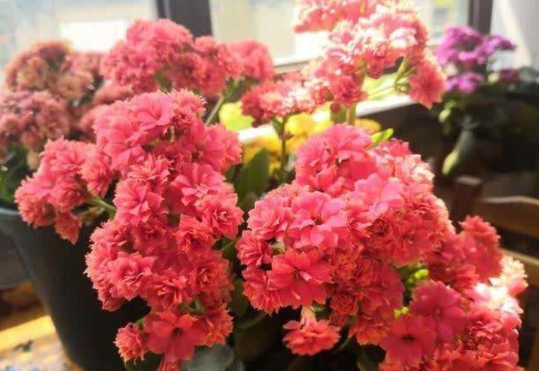 养分|想要长寿花花开不断?4个要点要谨记,不然花苞掉落还黄叶