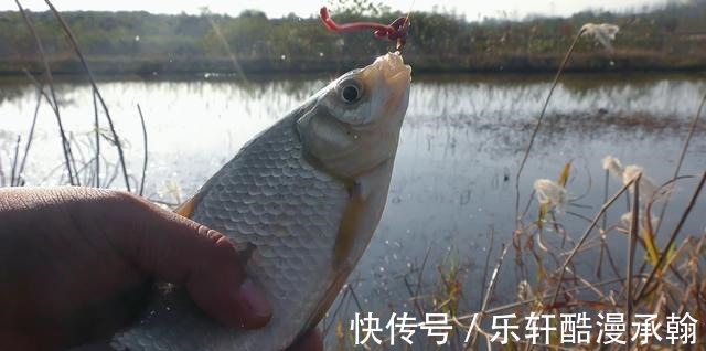 冬季钓鲫鱼,打窝后多久下杆最适合传统钓要注意时间