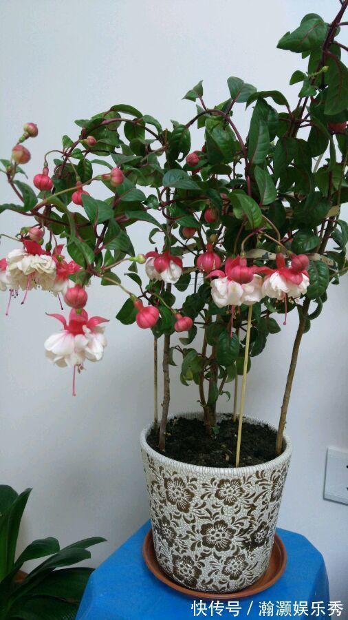 4种花是花中劳模，一年四季开花不断，花大色艳很漂亮，谁养谁爱