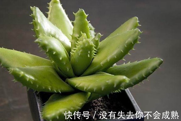 废物|这4种食物，是肠道的“福星”，经常吃的人一般不会便秘！