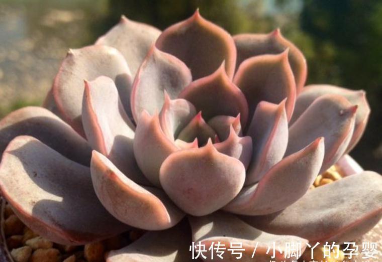 多肉暗冰和菲欧娜,平常有七分相似,出状态后颜值则有云泥之别