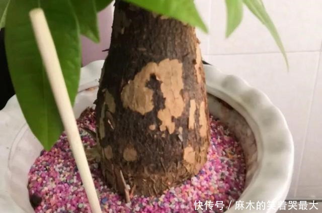 公认难养的6种花,新手慎买,养不活还浪费钱!