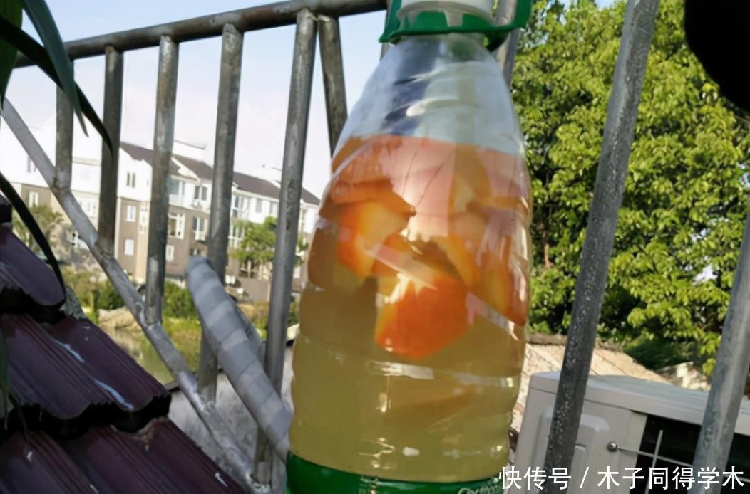 家庭中一些常见的东西,拿来养花是“宝贝”,效果不比买的肥料差