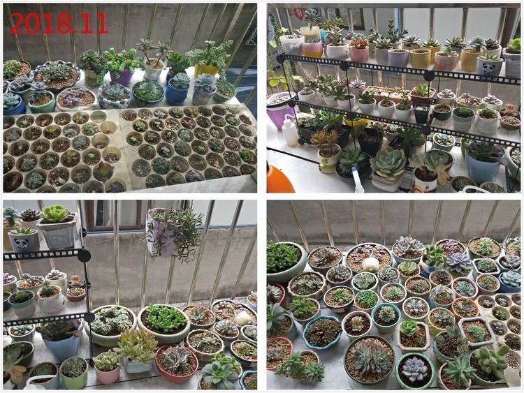 每次的剁手都是忍无可忍,无需再忍!买买买!静待肉美!