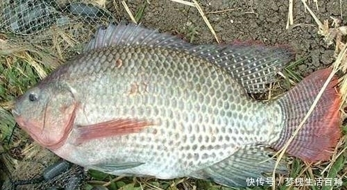 来自非洲的入侵物种,不太受人待见,但开发潜力巨大