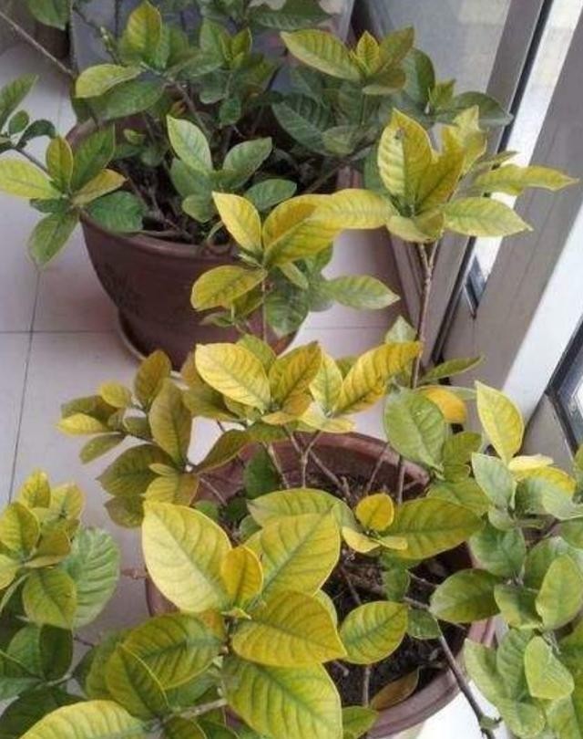 浇花|用磷酸二氢钾水浇花时该注意哪些“忌讳”，适用于什么花草