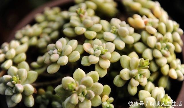 现在3种花再好看也不买，都是“夏必死”，越养越伤心！