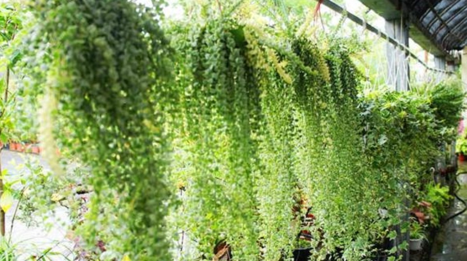 5种“多肉”超好养,1月就爆盆,长长垂下来,变成“肉爆布”!