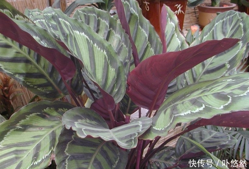 天生“体阴”的6种花,晒太阳易黄叶,阴一点反而长得绿油油!