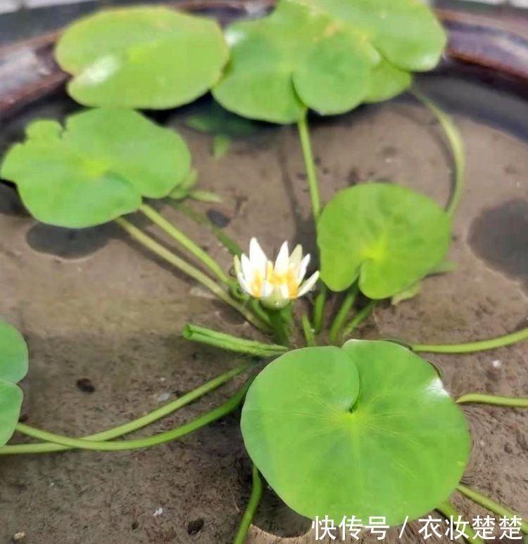 “四蒂睡莲”长什么样？一起来花博园看荷花、莲花群芳争艳