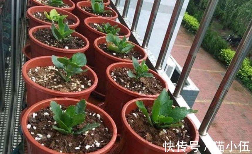 小齐|又到长寿花扦插季节，做好“2选3足”，15天长满白根！