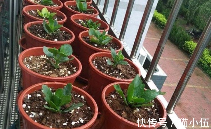 又到长寿花扦插季节,做好“2选3足”,15天长满白根!