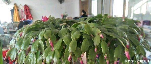 3种花冬天养,忍住“30天”不浇水,反而越养越旺,“窜”满盆!