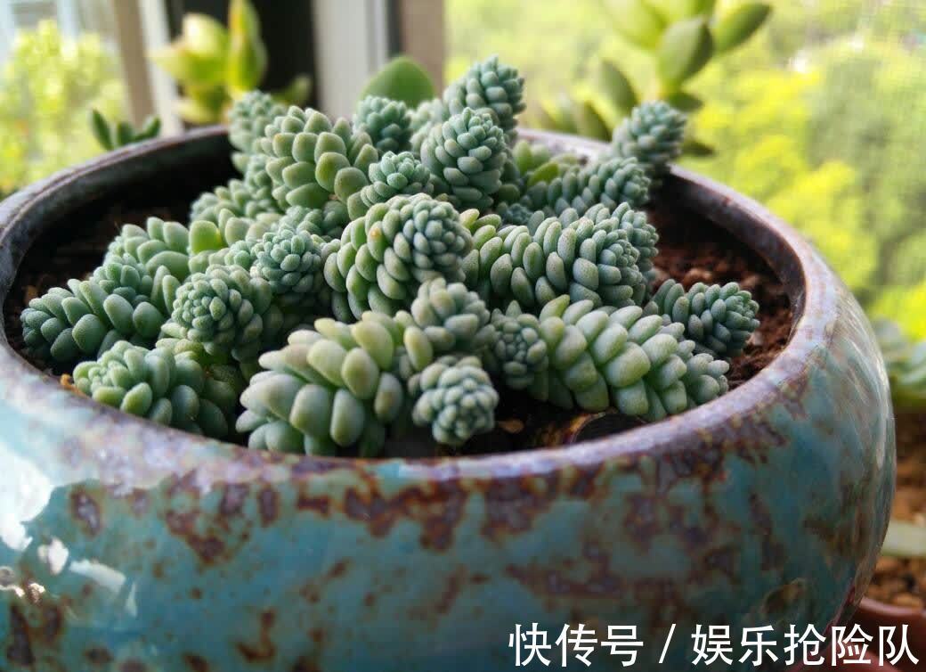 多肉|养多肉该如何预防和治疗黑腐病,逃离死亡结局?