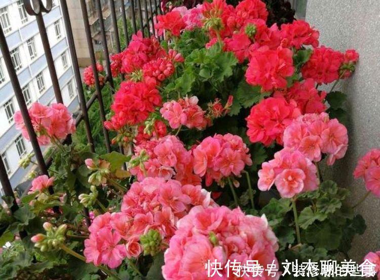 四季海棠|5种花是爆盆“能手”，开起花来“拦”不住，花期长，家中必备！