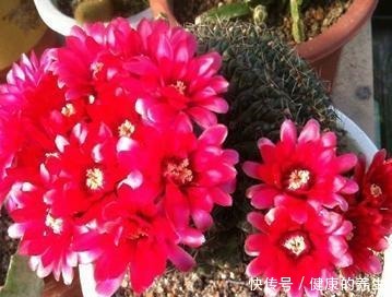 仙人球这样养，吹气似的长，比月季开花漂亮，一开花就爆满盆！