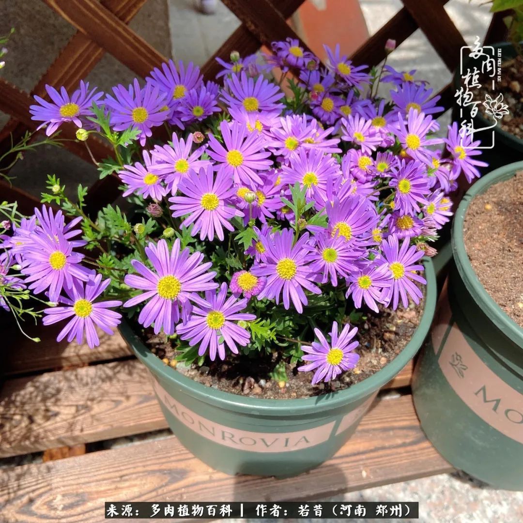 迷你小院儿，种满多肉、花草和蔬果，沉醉在自己的世外桃源！