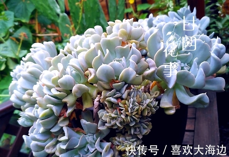 8种蓝色多肉植物,高冷优雅,总有一种是你的“蓝颜知己”