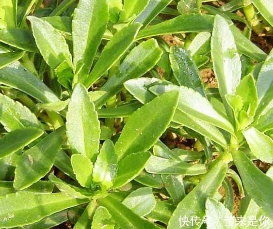 東風(fēng)菜|有的野菜農(nóng)村人都不喜歡吃，但都有很多的功效