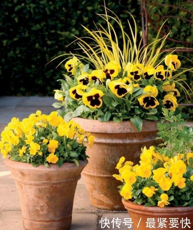 任何容器都能用来做花盆,请收好这30种美丽的花盆搭配设计