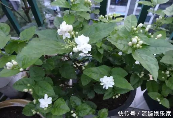 妙招|茉莉花这么养,花争着开,只需几个妙招,修剪是重点
