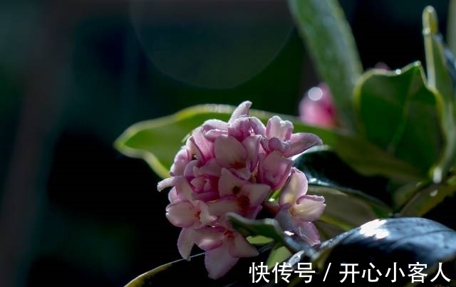 阳台就养这些花,花香味浓,久聚不散,香味飘满屋!