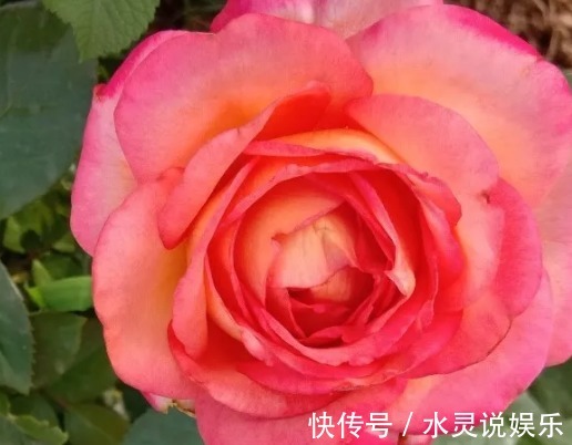 5种花卉“别乱养”，香气“有毒”，放在卧室并不好，别疏忽！