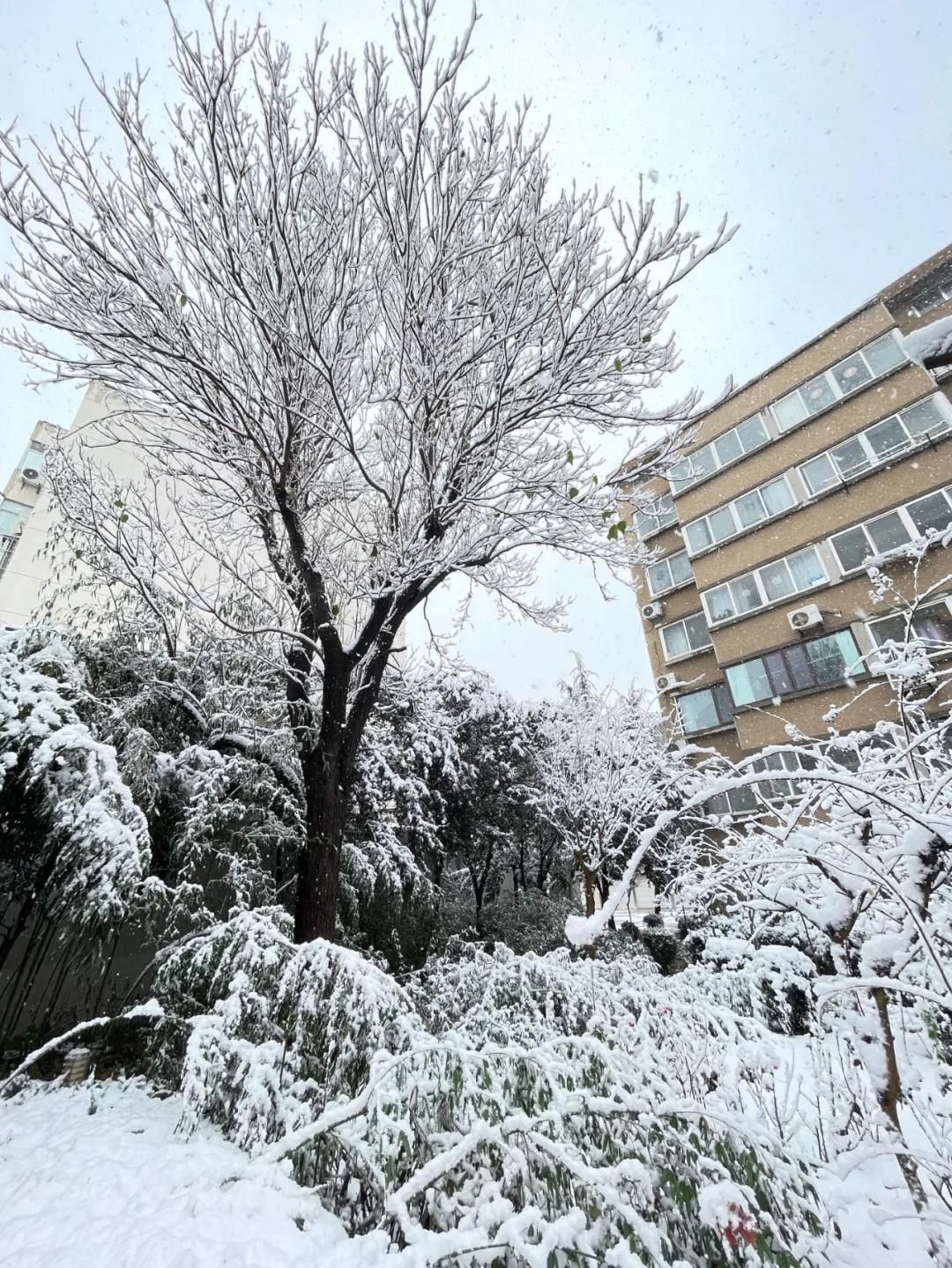 雪景|烟台终于下雪了！（附烟台绝美冰雪图）