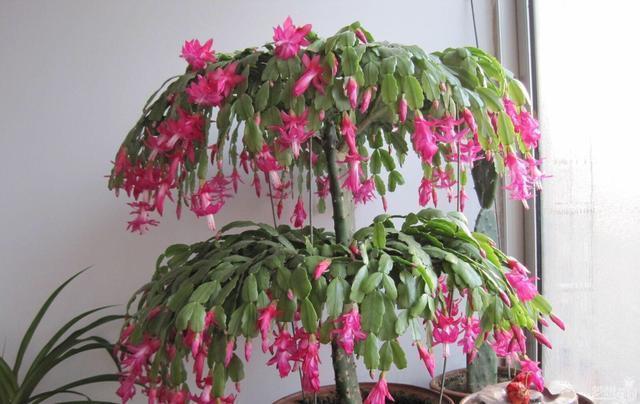 花朵|秋季养“蟹爪兰”,10天浇1碗肥水,开花多3倍,花朵大、花色艳