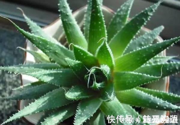 米兰|卫生间养花不知道选啥好就种以下4种植物，清除异味，净化空气