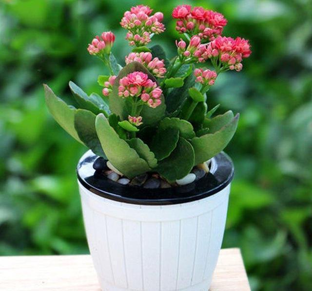 花开花|11月养长寿花很关键,做好4点,开花早而且又多又鲜艳